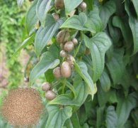 山药豆大小分级筛专用设备秋葵视频在线播放高清