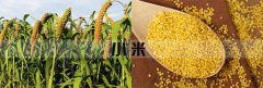 <b>筛分小米可以用秋葵黄色视频看污分机吗</b>